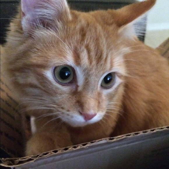 Pet hair possible 😍🐶🐱❤️ - Picture 8 of 8